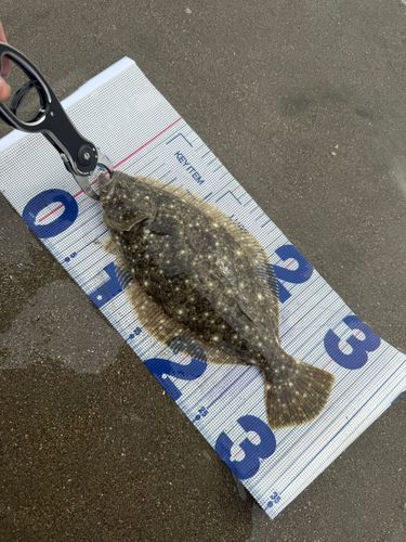 ヒラメの釣果