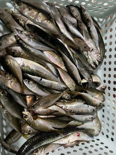 アジの釣果
