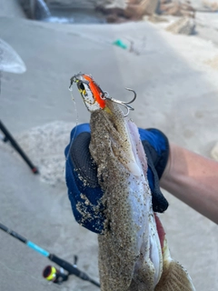マゴチの釣果