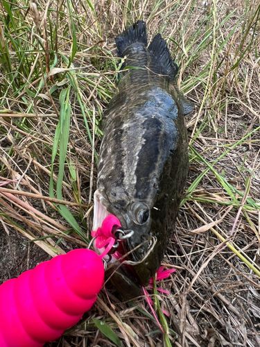 静岡県で釣れたライギョの釣り・釣果情報 - アングラーズ | 釣果600万