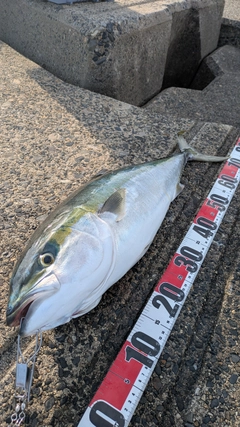 ワラサの釣果