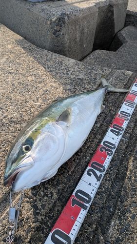 ワラサの釣果