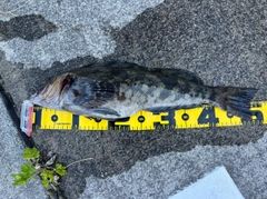 アイナメの釣果