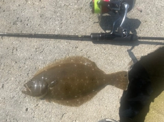 ヒラメの釣果