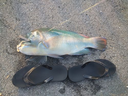 シロクラベラの釣果