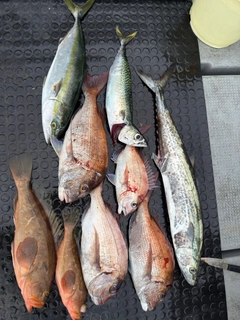 サワラの釣果