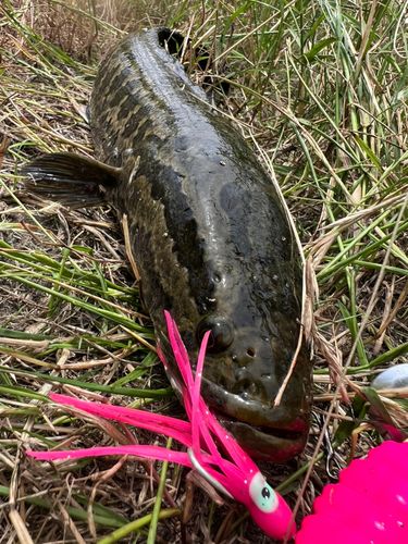 静岡県で釣れたライギョの釣り・釣果情報 - アングラーズ | 釣果600万
