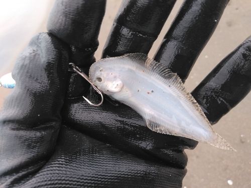 シタビラメの釣果