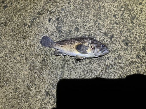 クロソイの釣果