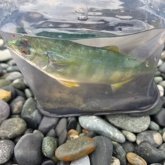 ワカシの釣果