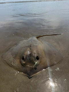 アカエイの釣果