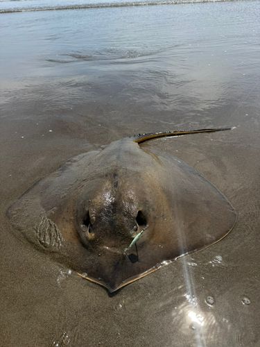アカエイの釣果