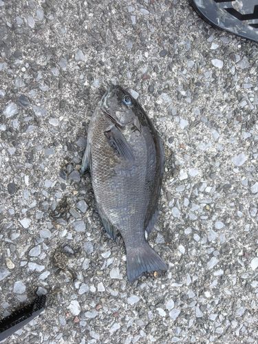 クチブトグレの釣果