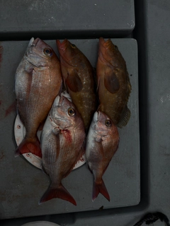 タイの釣果