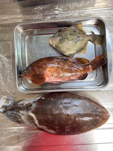 コウイカの釣果