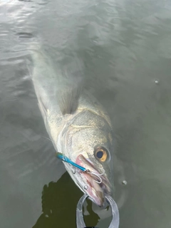 フッコ（マルスズキ）の釣果