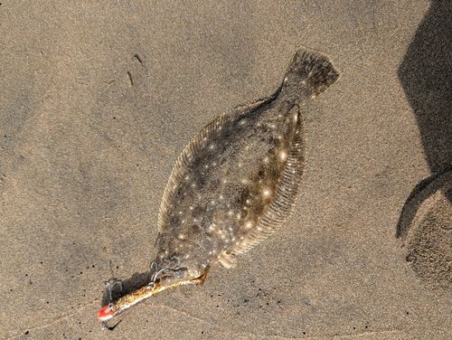 ソゲの釣果