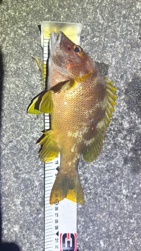 フエダイの釣果
