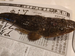 マゴチの釣果