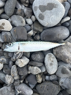 ゴマサバの釣果