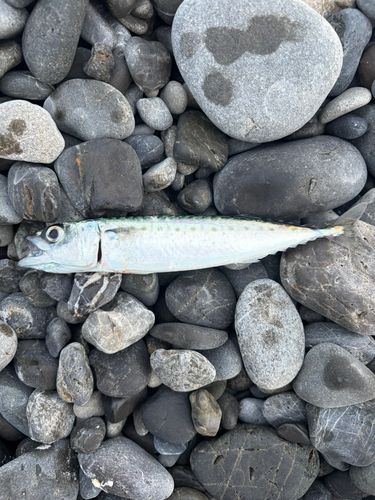 ゴマサバの釣果