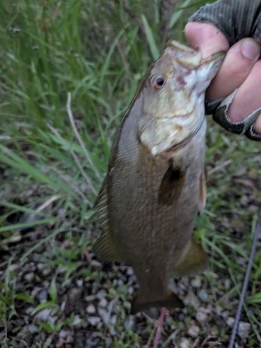 スモールマウスバスの釣果