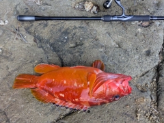 アカハタの釣果