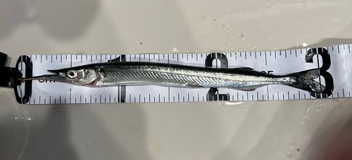サヨリの釣果