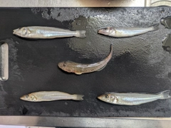 釣果