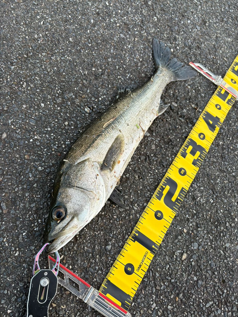 DAIWA 18イグジスト LT4000-CXHの最安値・インプレ・釣果 | 本音の