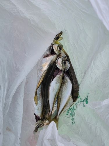 マアジの釣果