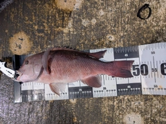コブダイの釣果