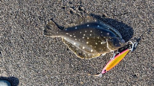 イシガレイの釣果