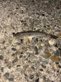 ハゼの釣果