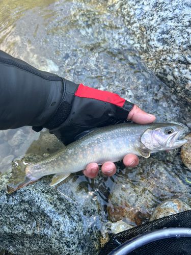 イワナの釣果