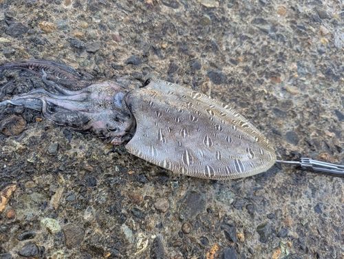モンゴウイカの釣果