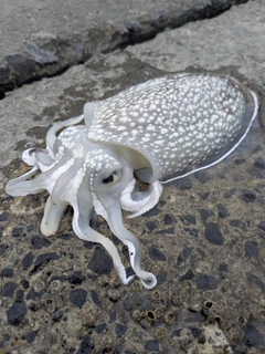 コウイカの釣果