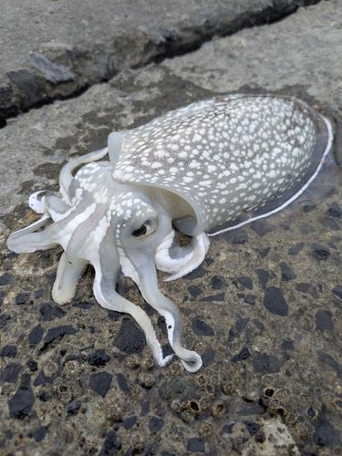 コウイカの釣果