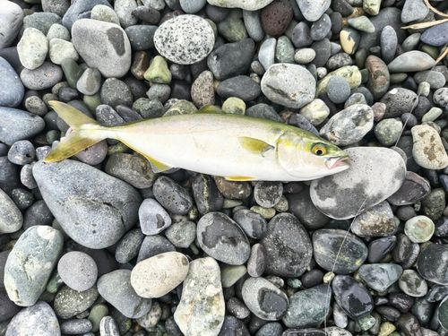 ワカシの釣果