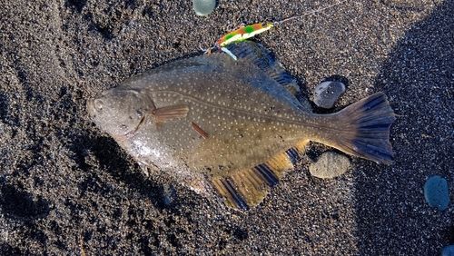 ヌマガレイの釣果