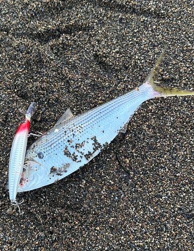 コノシロの釣果