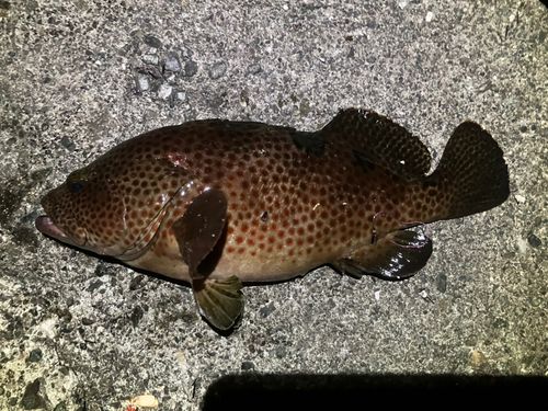 ノミノクチの釣果