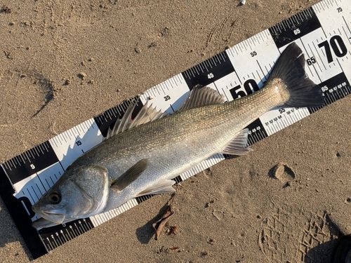 スズキの釣果
