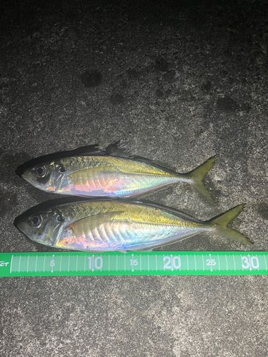 アジの釣果
