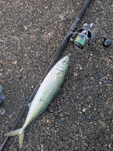 サバの釣果