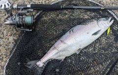 サクラマスの釣果