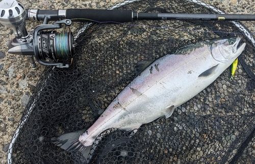 サクラマスの釣果