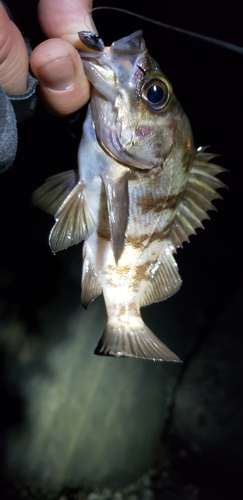 クロメバルの釣果