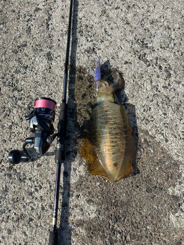 アオリイカの釣果