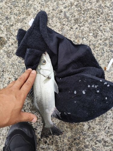 セイゴ（ヒラスズキ）の釣果
